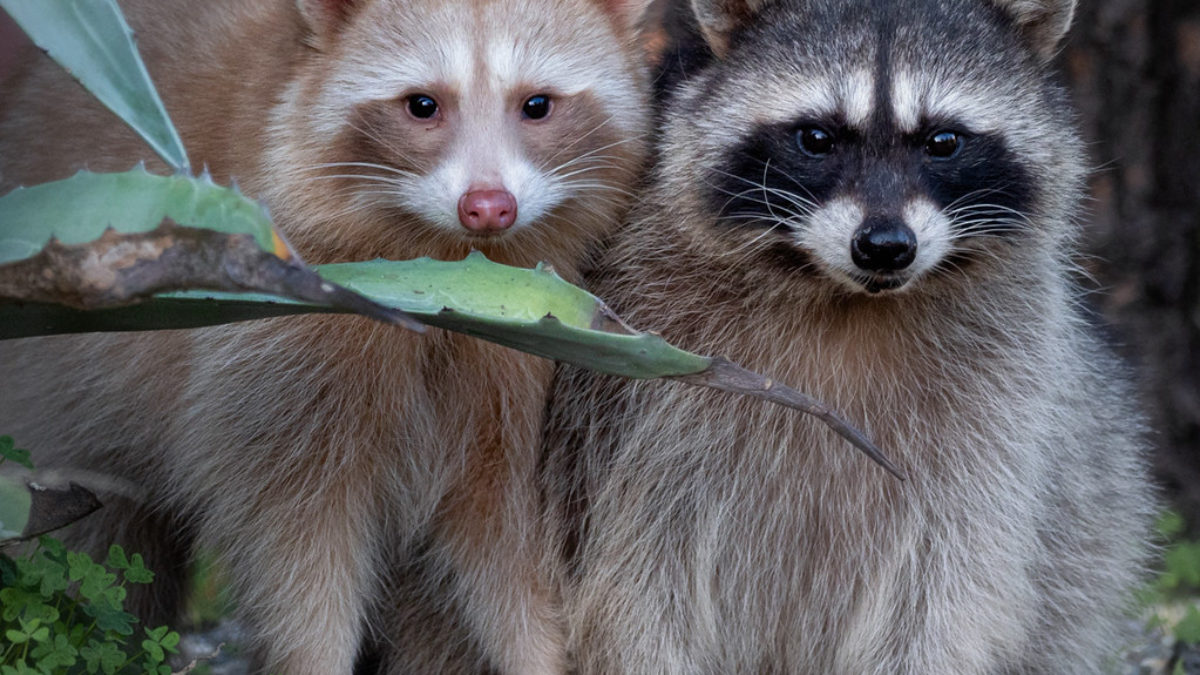 raccoon trap, raccoon traps, raccoon cage, raccoon cages, raccoon trapping,  raccoon removal, raccoon equipment, raccoon control, nuisance raccoon,  raccoon box, raccoon humane trap, live trapping, live traps, live trap, have -a-heart, hav-a-heart, have